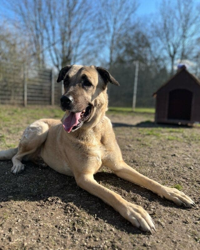 Phoebe - Kangal-Hirtenhund - Bild 2