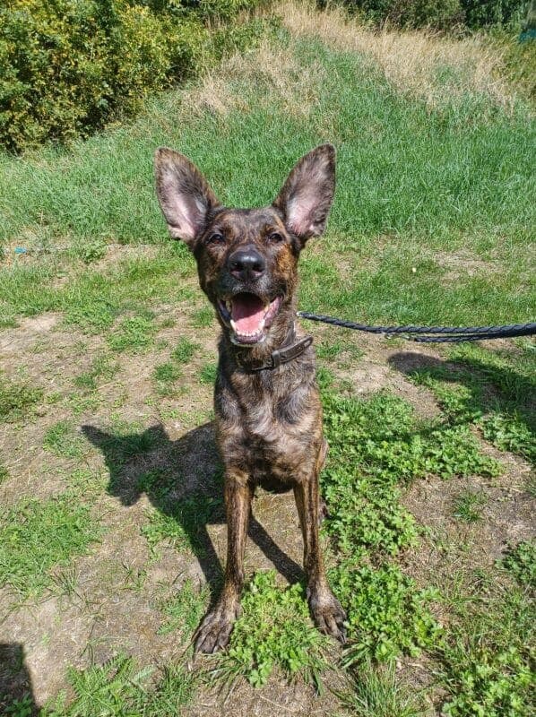 Hollandse Herdershond-Mix Mara