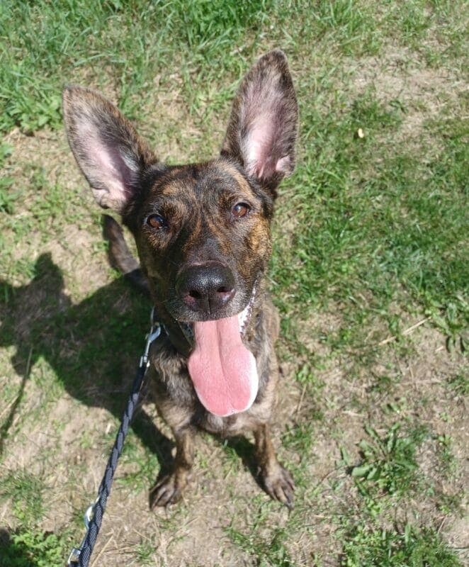 Mara - Hollandse Herdershond - Bild 4