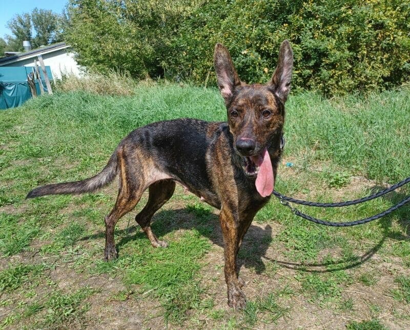 Mara - Hollandse Herdershond - Bild 5