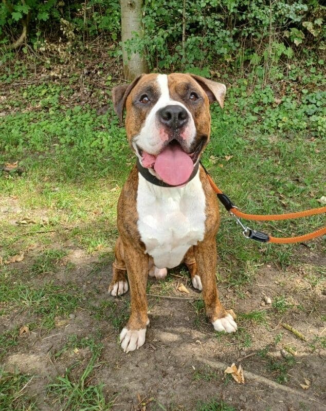 Maylo - Englische Bulldogge - Bild 2