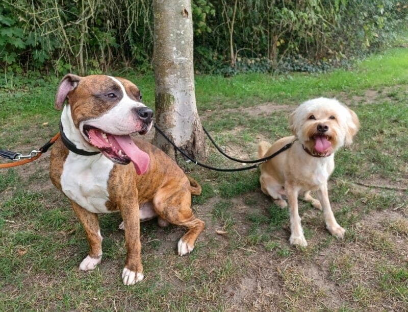 Maylo - Englische Bulldogge - Bild 6