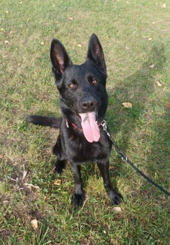 Deutscher Schäferhund-Mix Nova