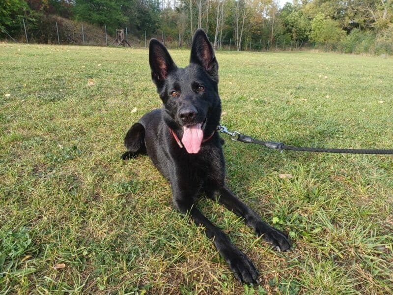 Nova - Deutscher Schäferhund - Bild 3