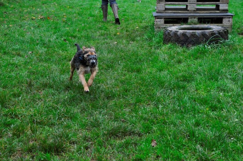Struppi -  - Bild 11