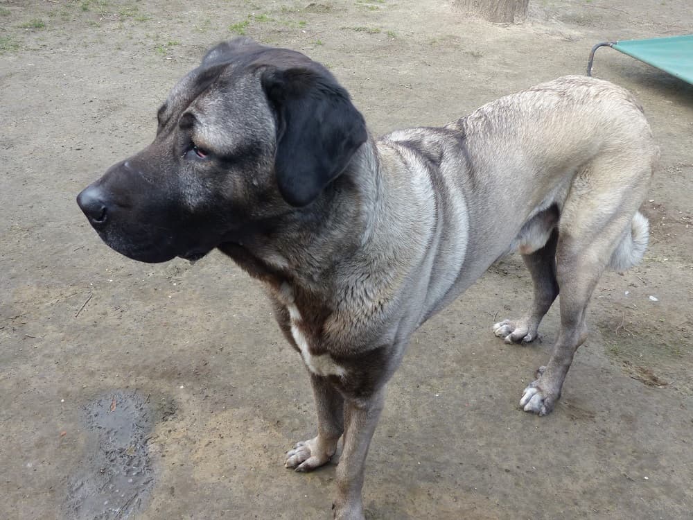 Pascha - Kangal-Hirtenhund - Bild 6