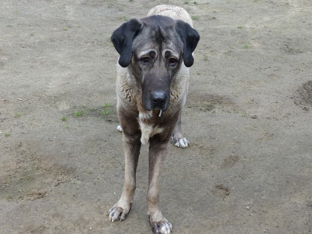 Pascha - Kangal-Hirtenhund - Bild 7