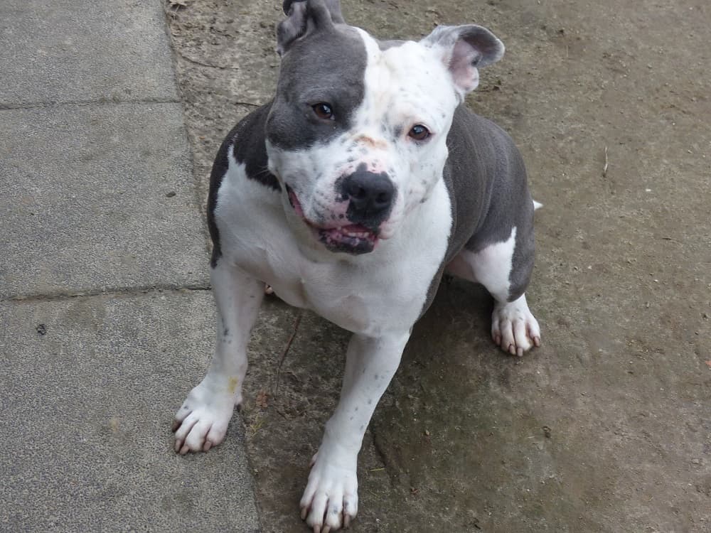 Unbekannt - Staffordshire Bullterrier - Bild 9