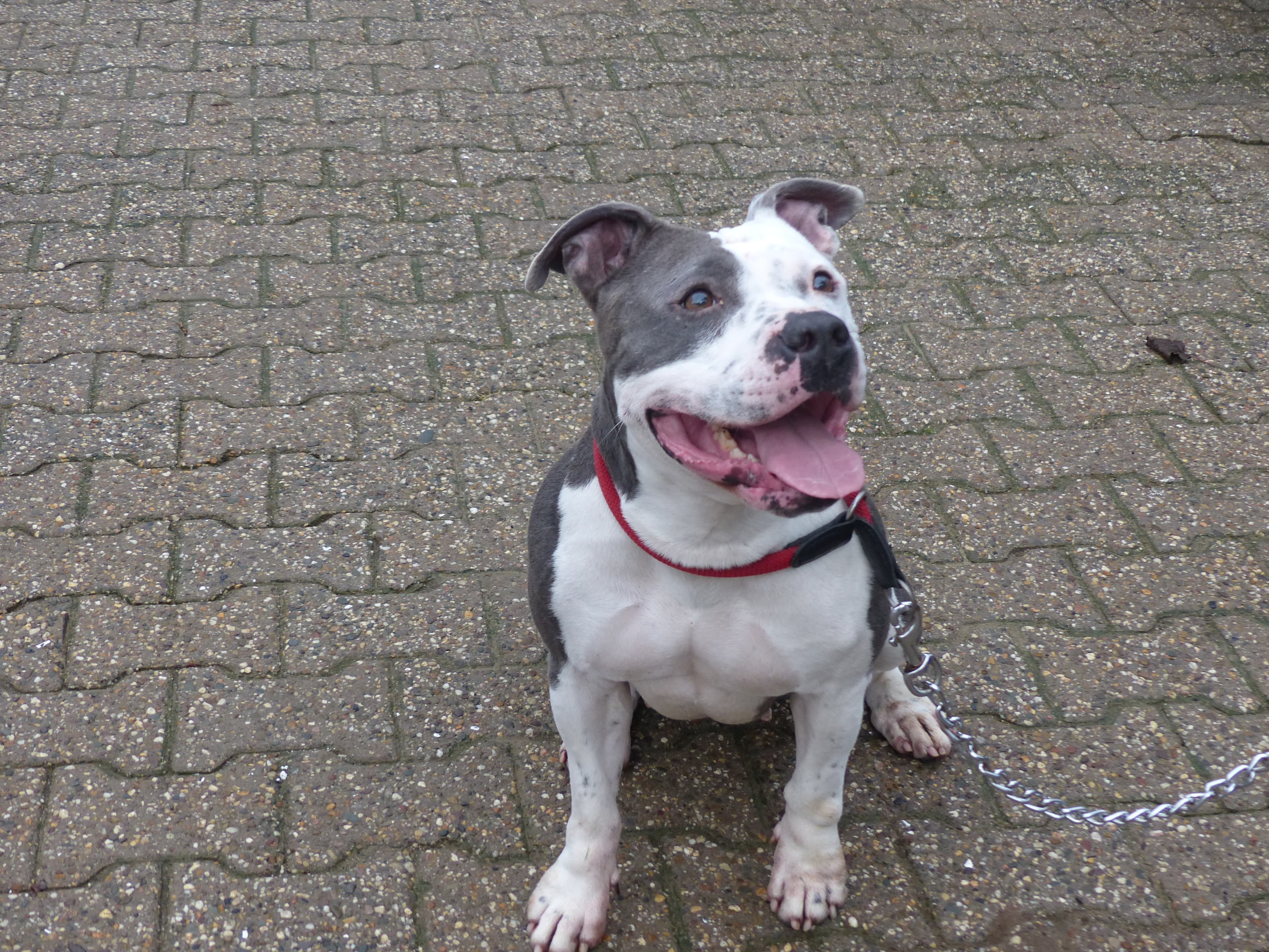 Unbekannt - Staffordshire Bullterrier - Bild 12