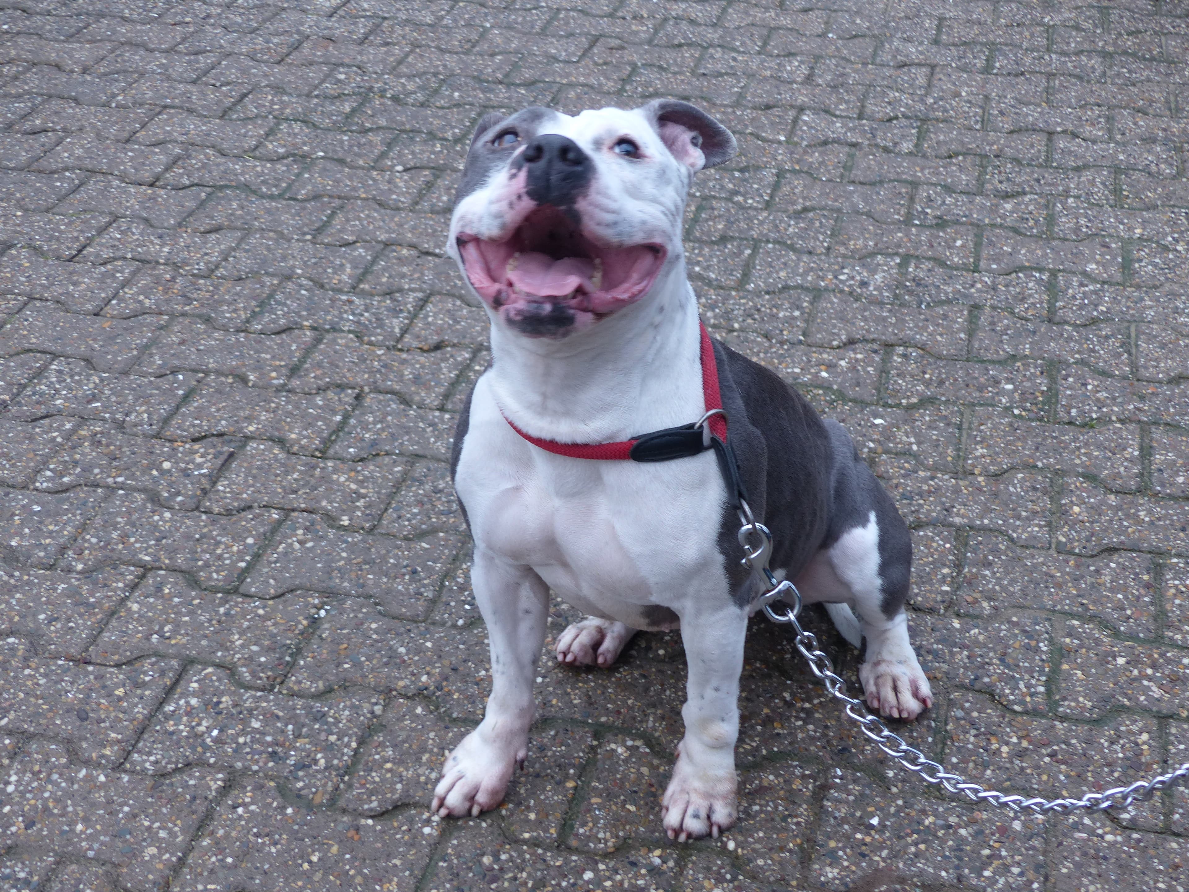 Unbekannt - Staffordshire Bullterrier - Bild 13