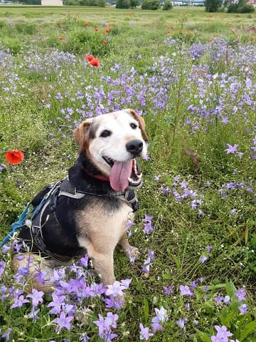 Deutscher Schäferhund Asti