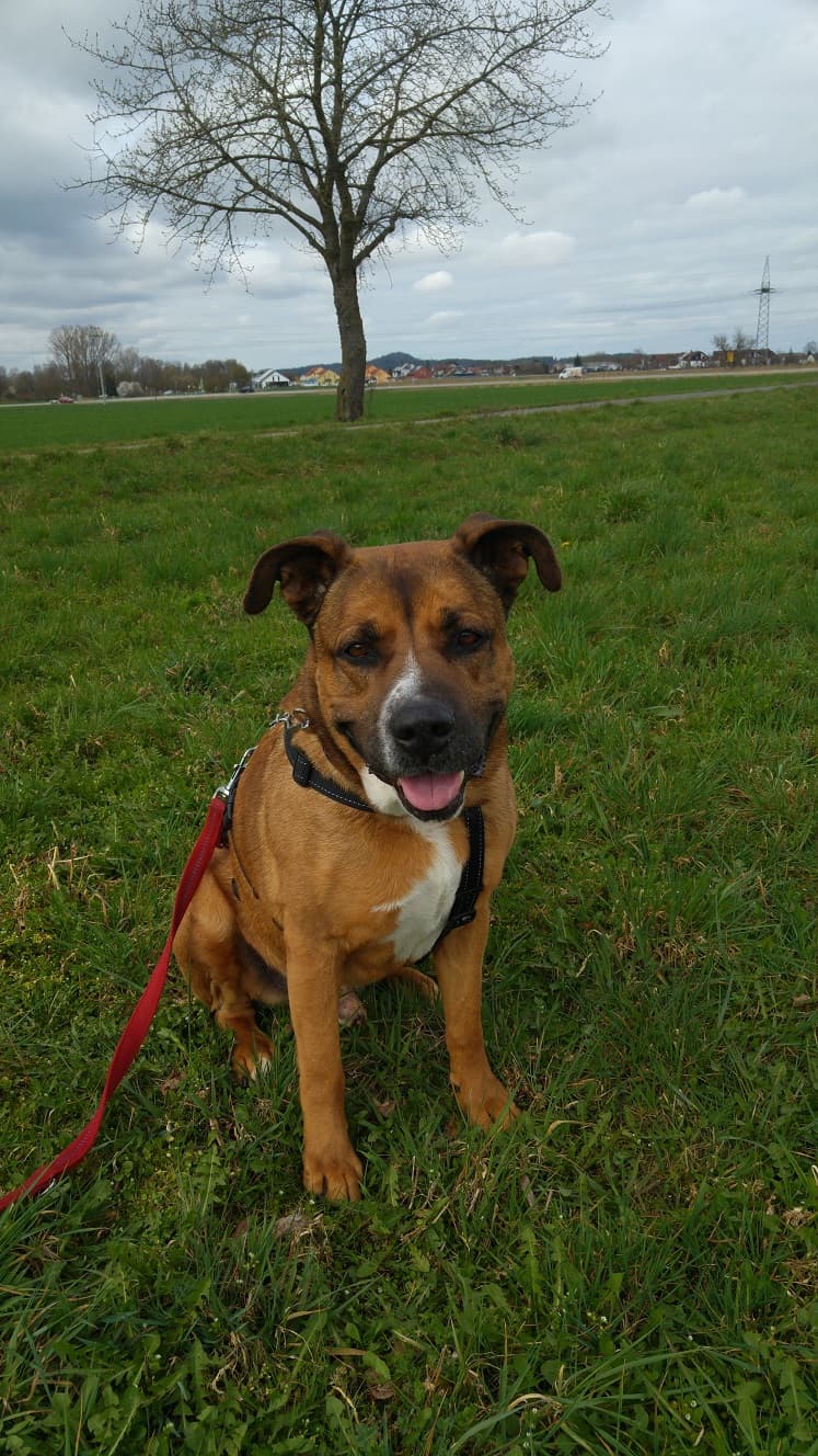 Chief - Deutscher Boxer - Bild 2