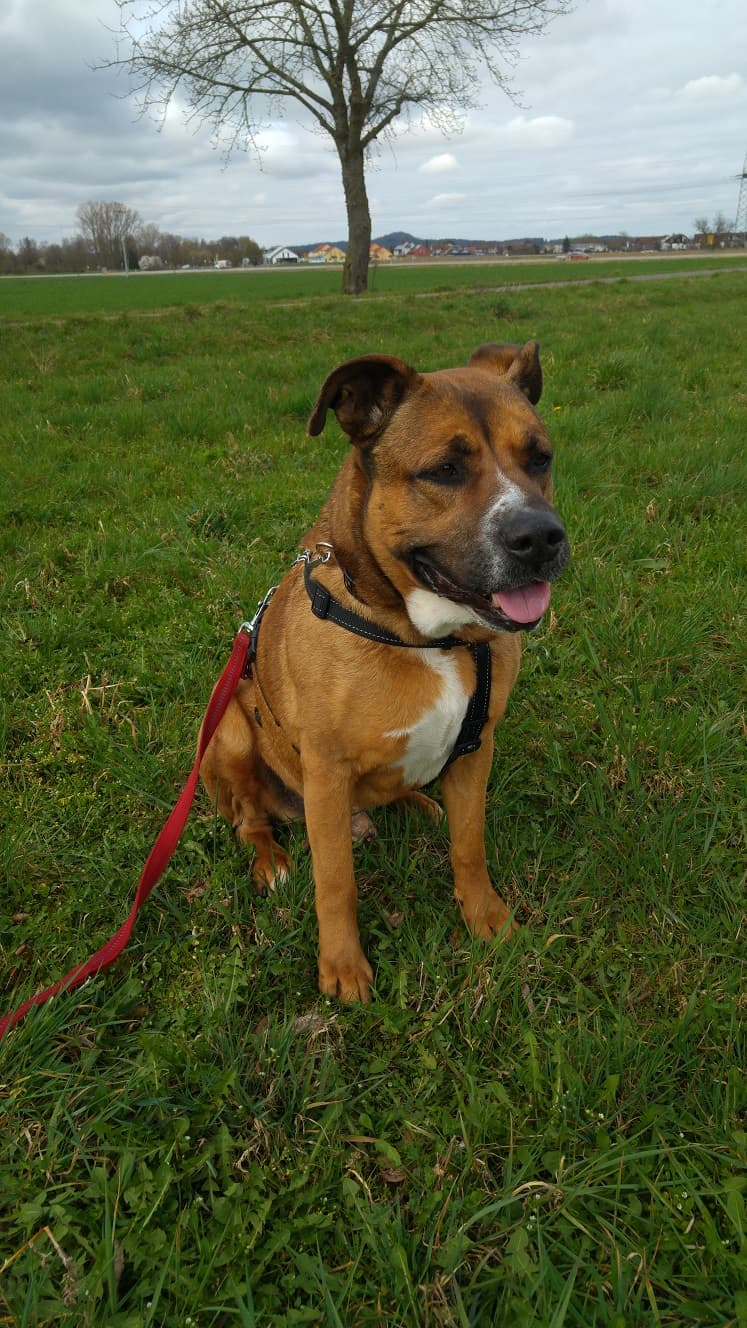 Chief - Deutscher Boxer - Bild 7