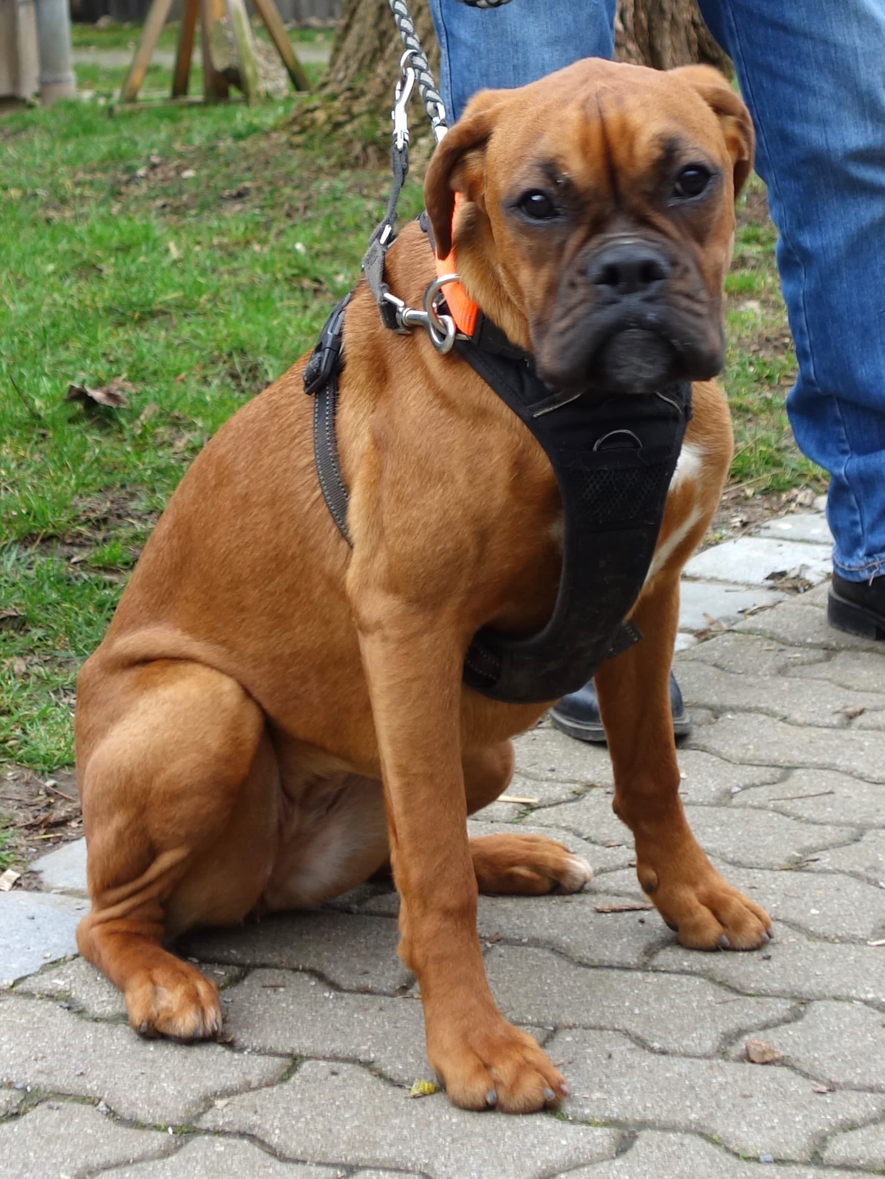 Mia - Deutscher Boxer - Bild 5