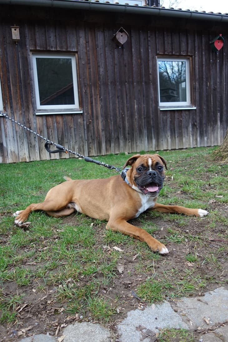 Milan - Deutscher Boxer - Bild 3