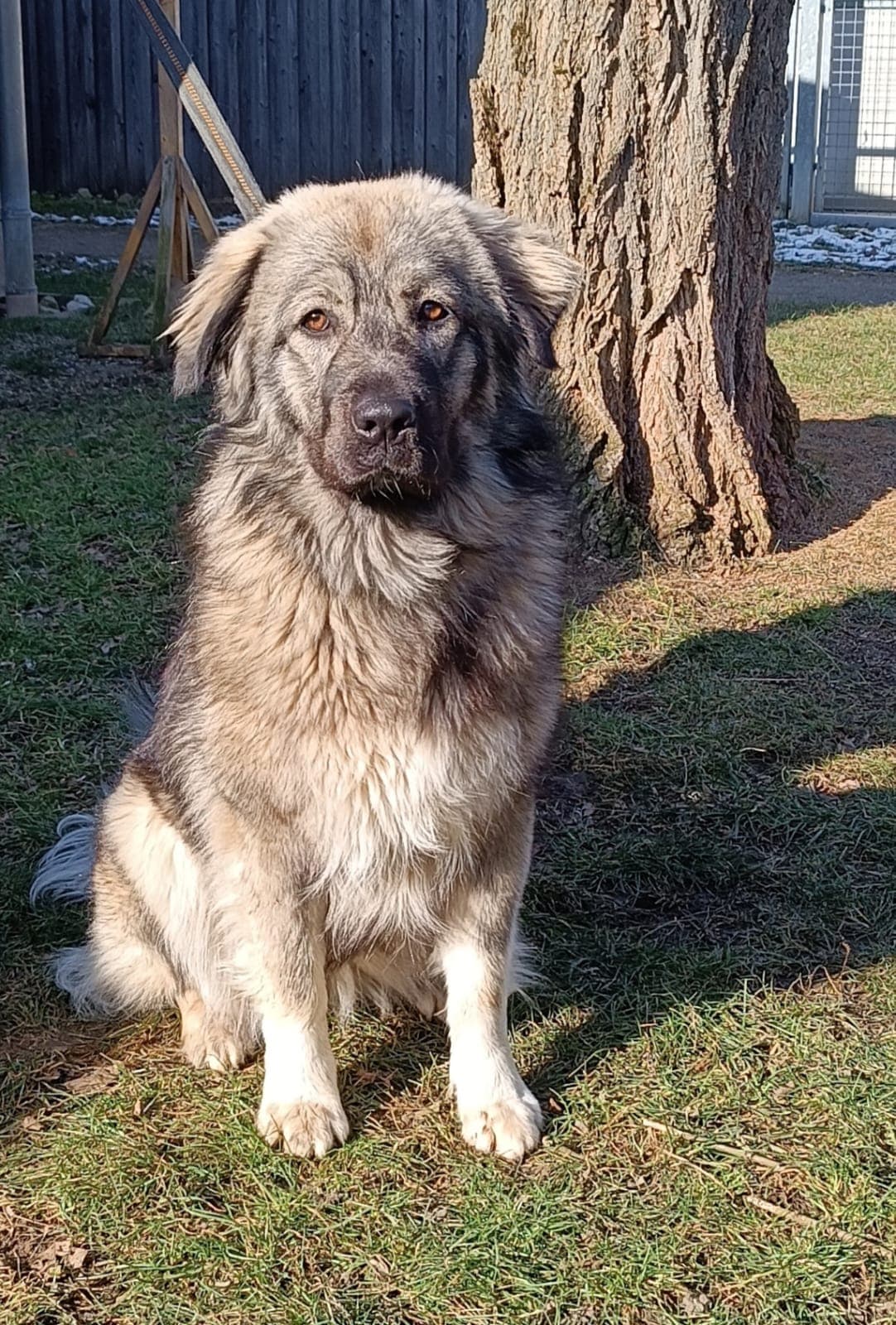 Asti - Deutscher Schäferhund - Bild 5