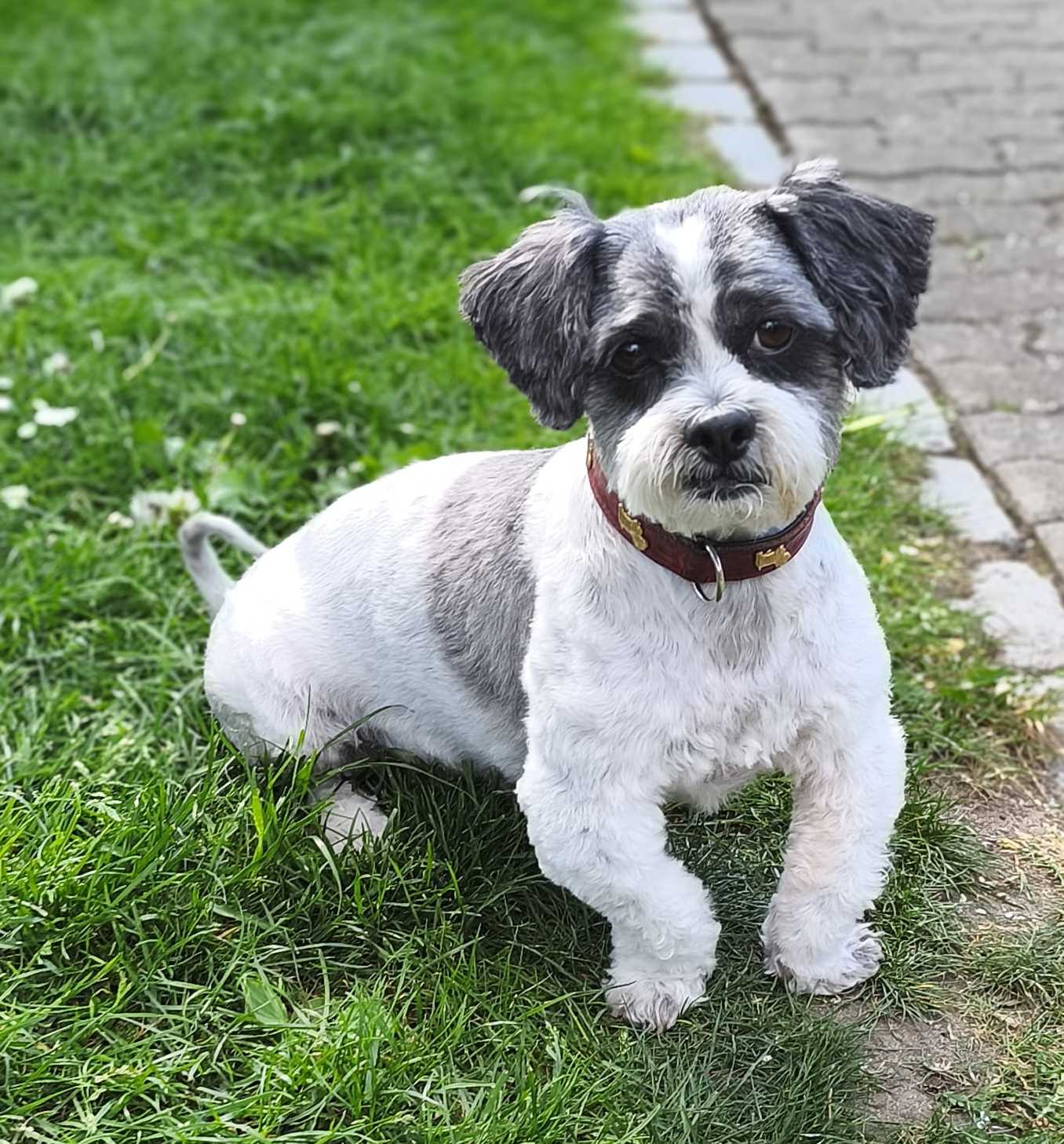 Asti - Deutscher Schäferhund - Bild 6