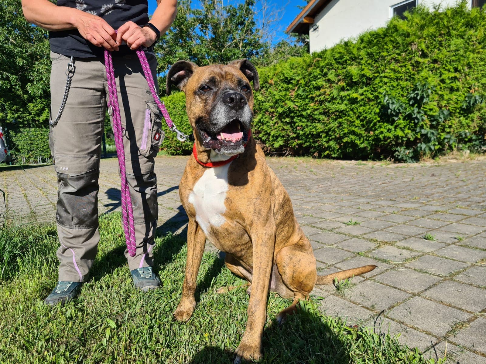 Deutscher Boxer-Mix Jason