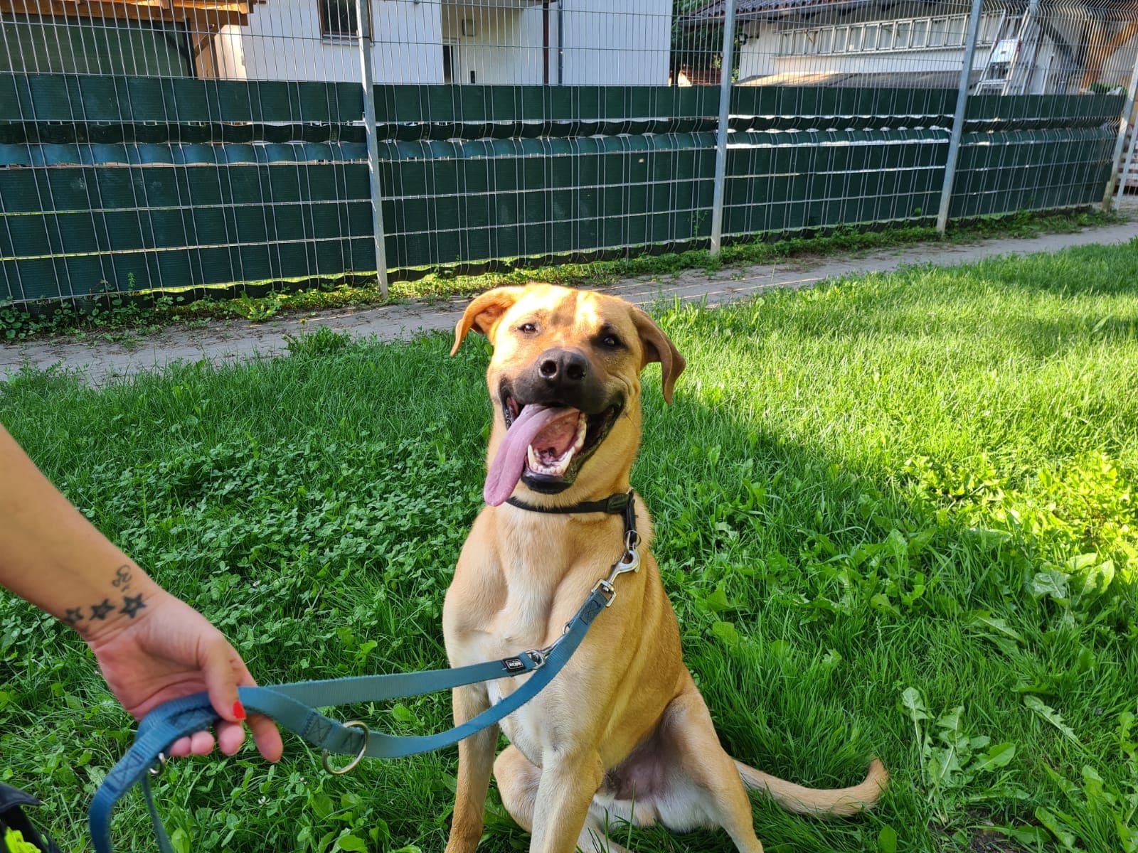 Belgischer Schäferhund-Mix Bueno