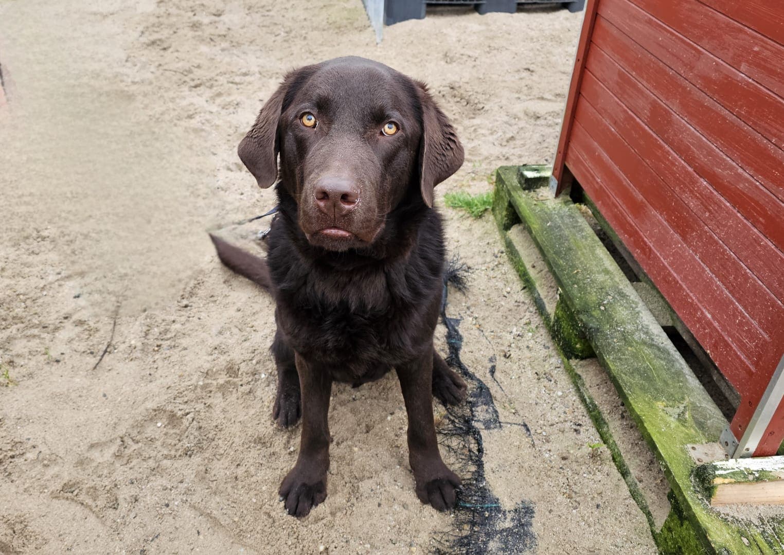 Labrador Retriever-Mix Niam