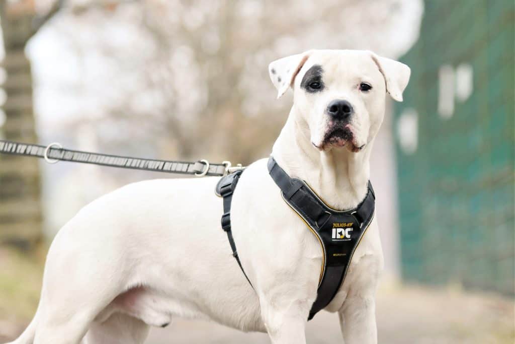 Dogo Argentino Aslan