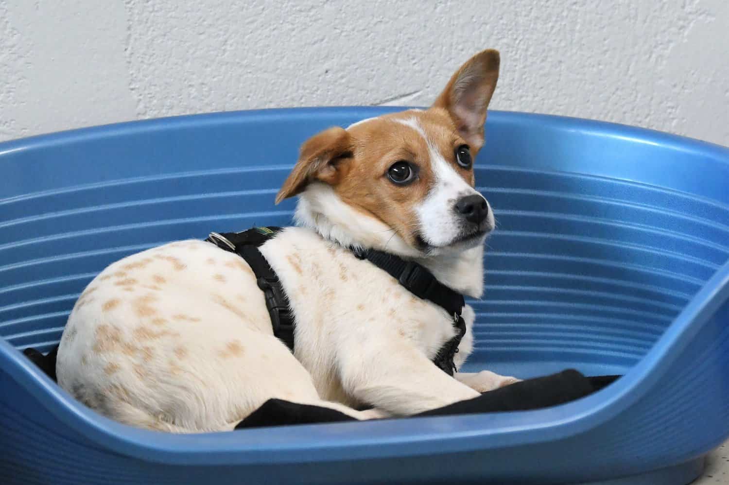 Akela - Dackel - Bild 2