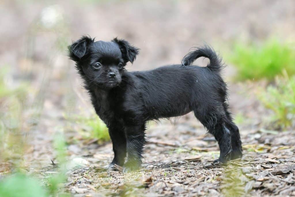 Chihuahua-Mix Pepper