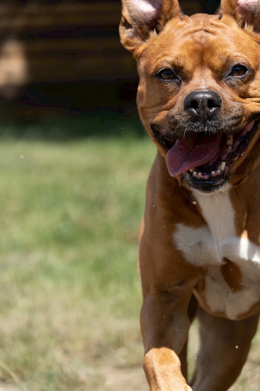 Appo - American Staffordshire Terrier - Bild 10