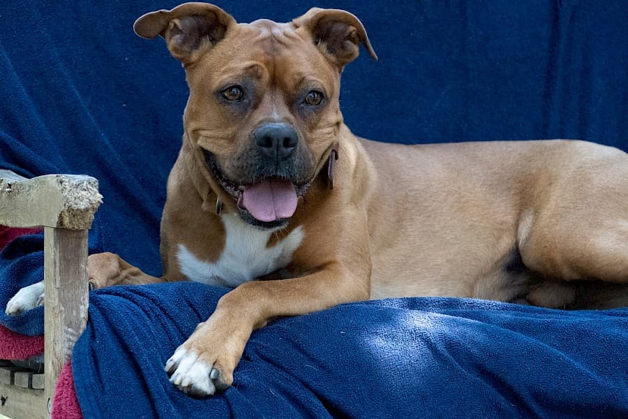 Appo - American Staffordshire Terrier - Bild 5