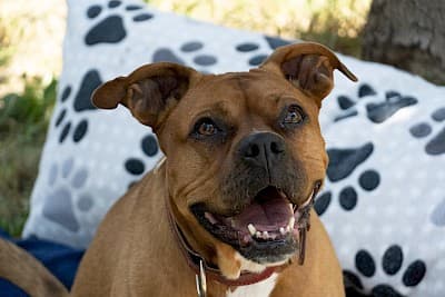 Appo - American Staffordshire Terrier - Bild 2