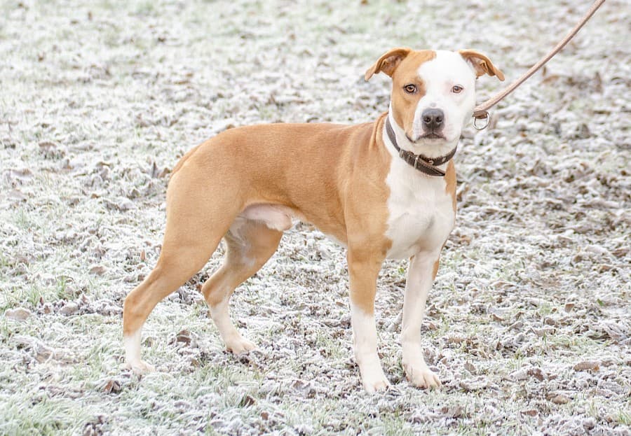 Bruno - American Staffordshire Terrier - Bild 6