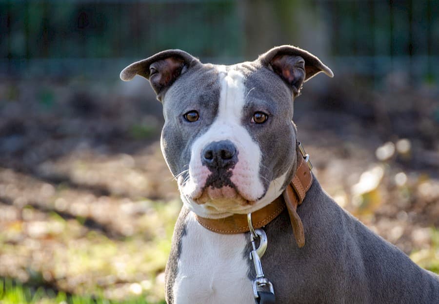 Amy - American Staffordshire Terrier - Bild 10