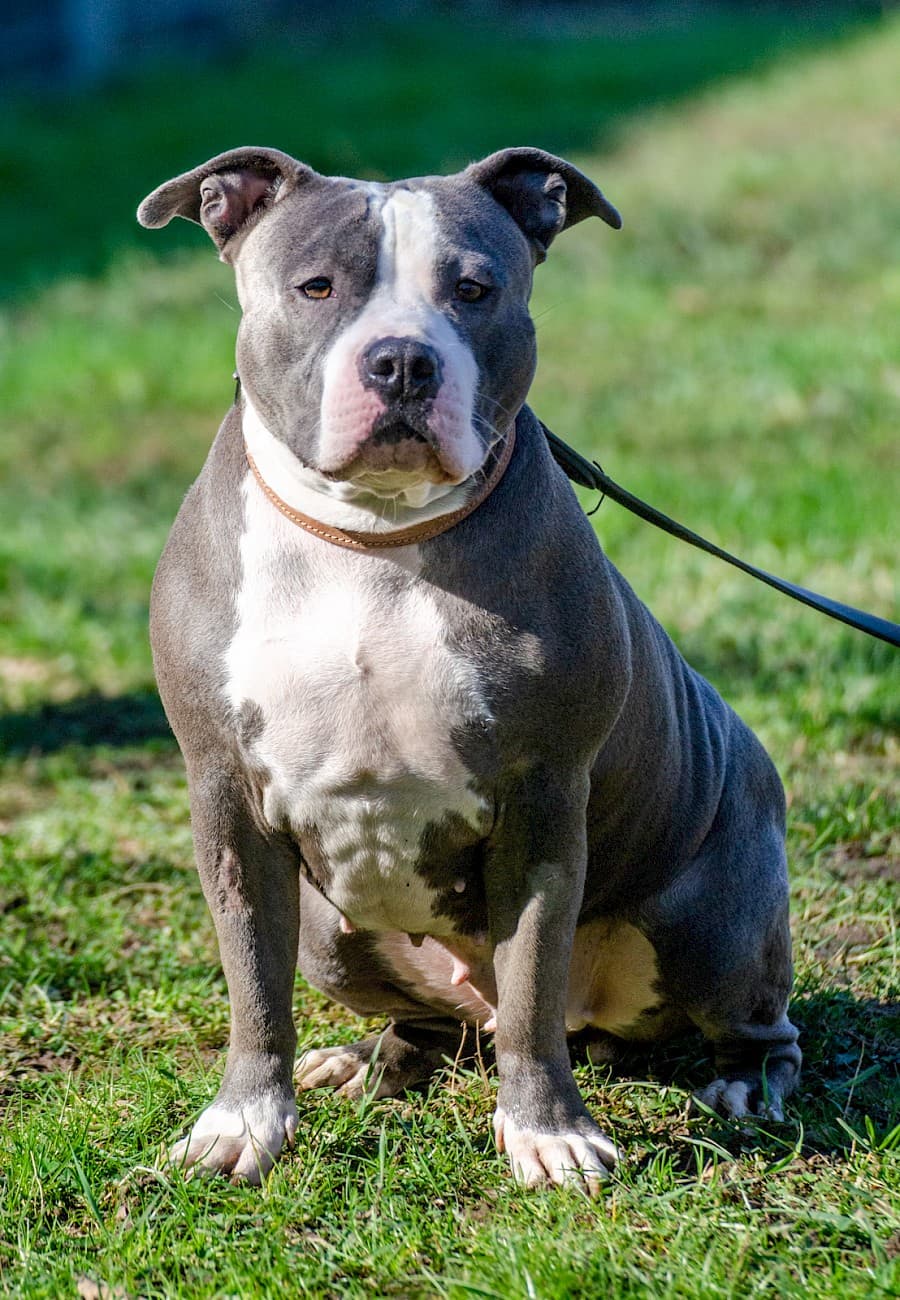 Amy - American Staffordshire Terrier - Bild 7