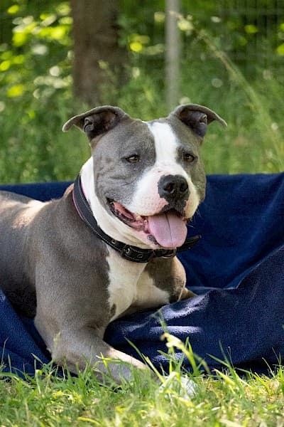 Amy - American Staffordshire Terrier - Bild 2