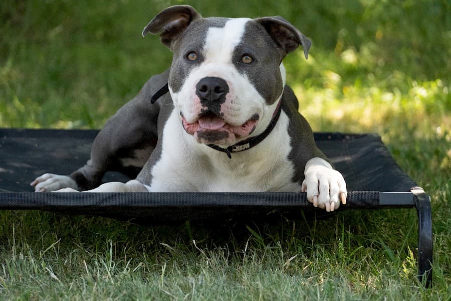 American Staffordshire Terrier-Mix Luna