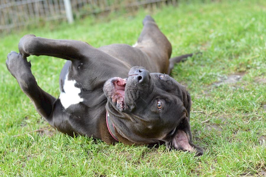 Lady - Cane Corso Italiano - Bild 11