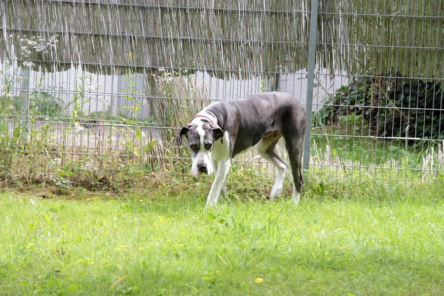 Sarah - Deutsche Dogge - Bild 20