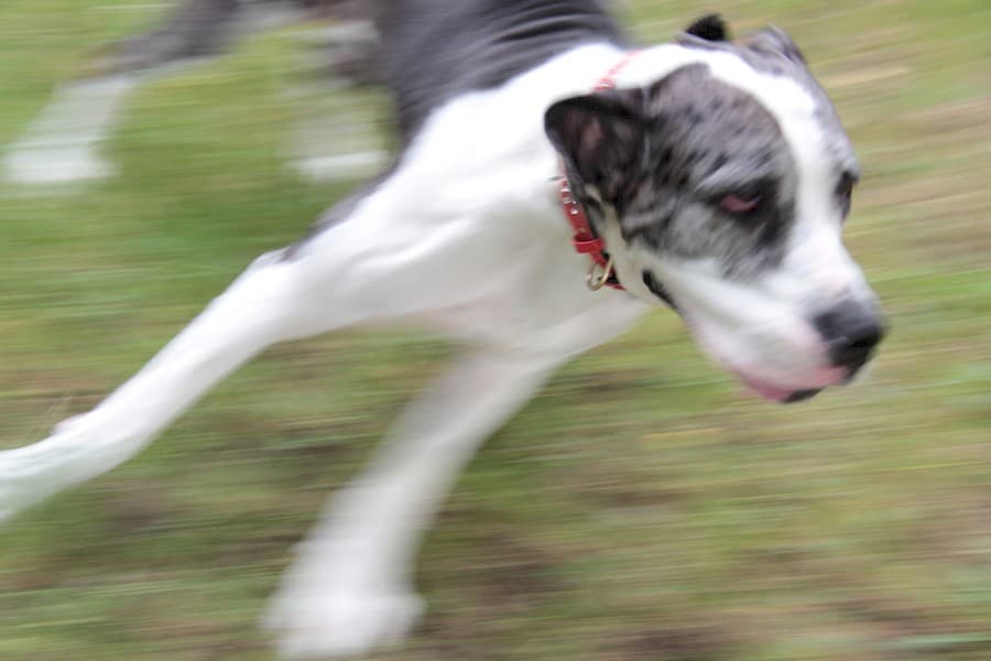 Sarah - Deutsche Dogge - Bild 21