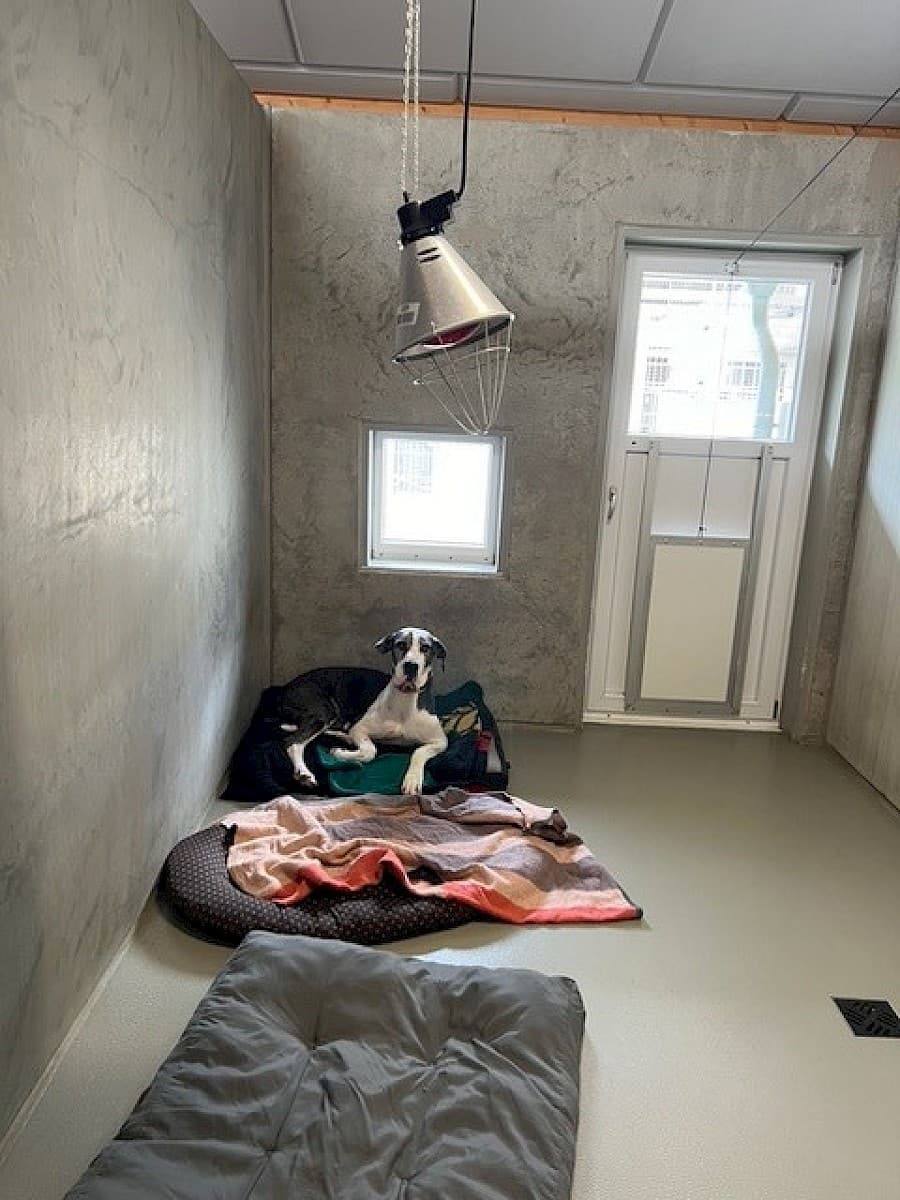 Sarah - Deutsche Dogge - Bild 19