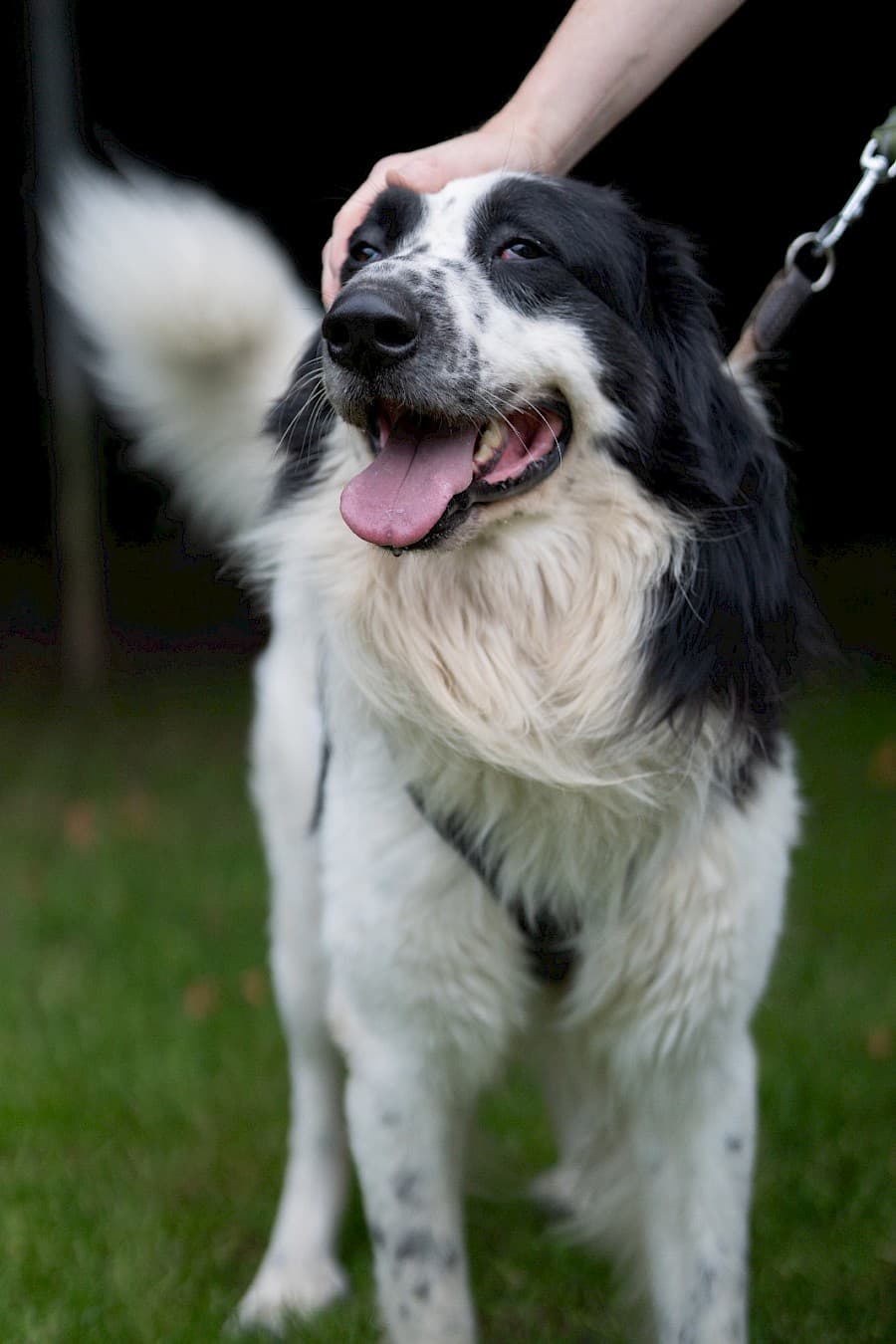 Pongo - Border Collie - Bild 17