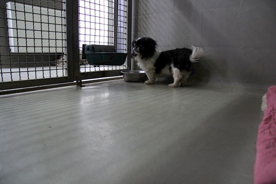 Dino - Pekingese - Bild 9