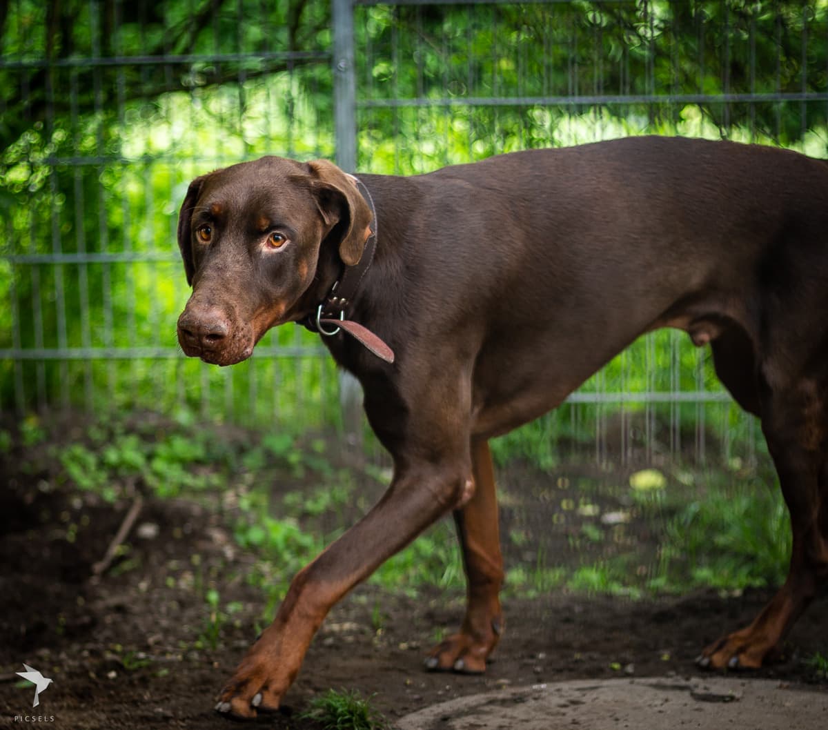 Carlos - Dobermann - Bild 4