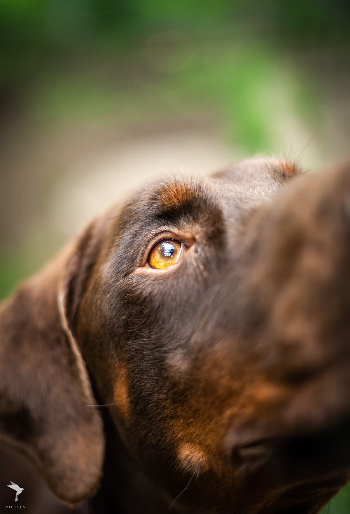 Carlos - Dobermann - Bild 2