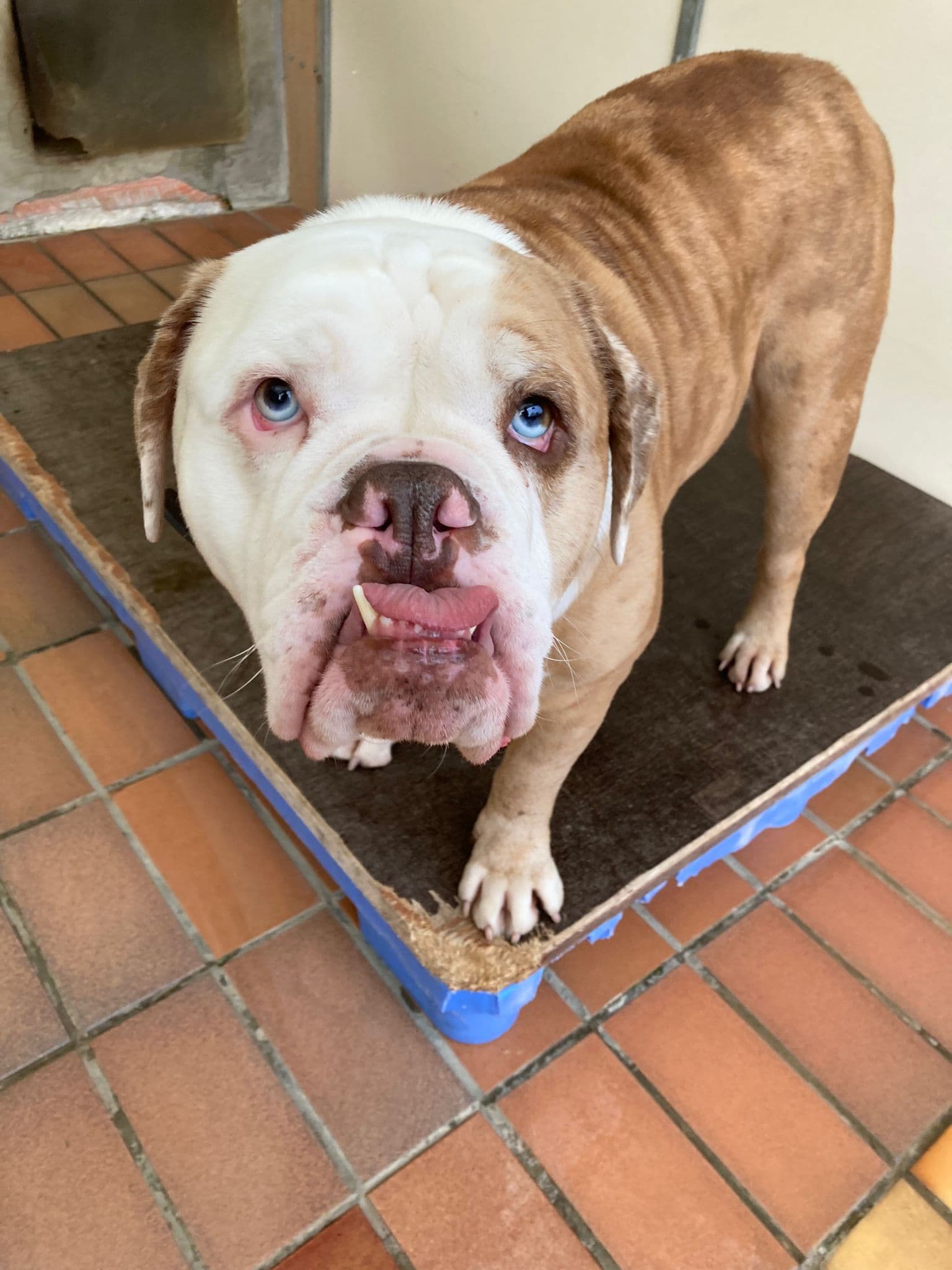 Butch - Englische Bulldogge - Bild 5