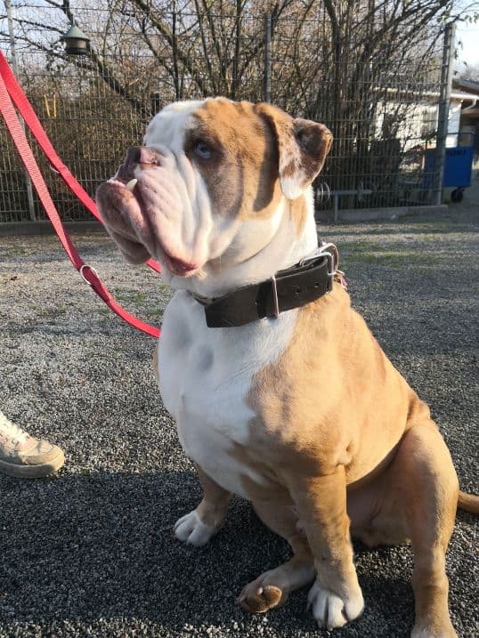 Butch - Englische Bulldogge - Bild 2