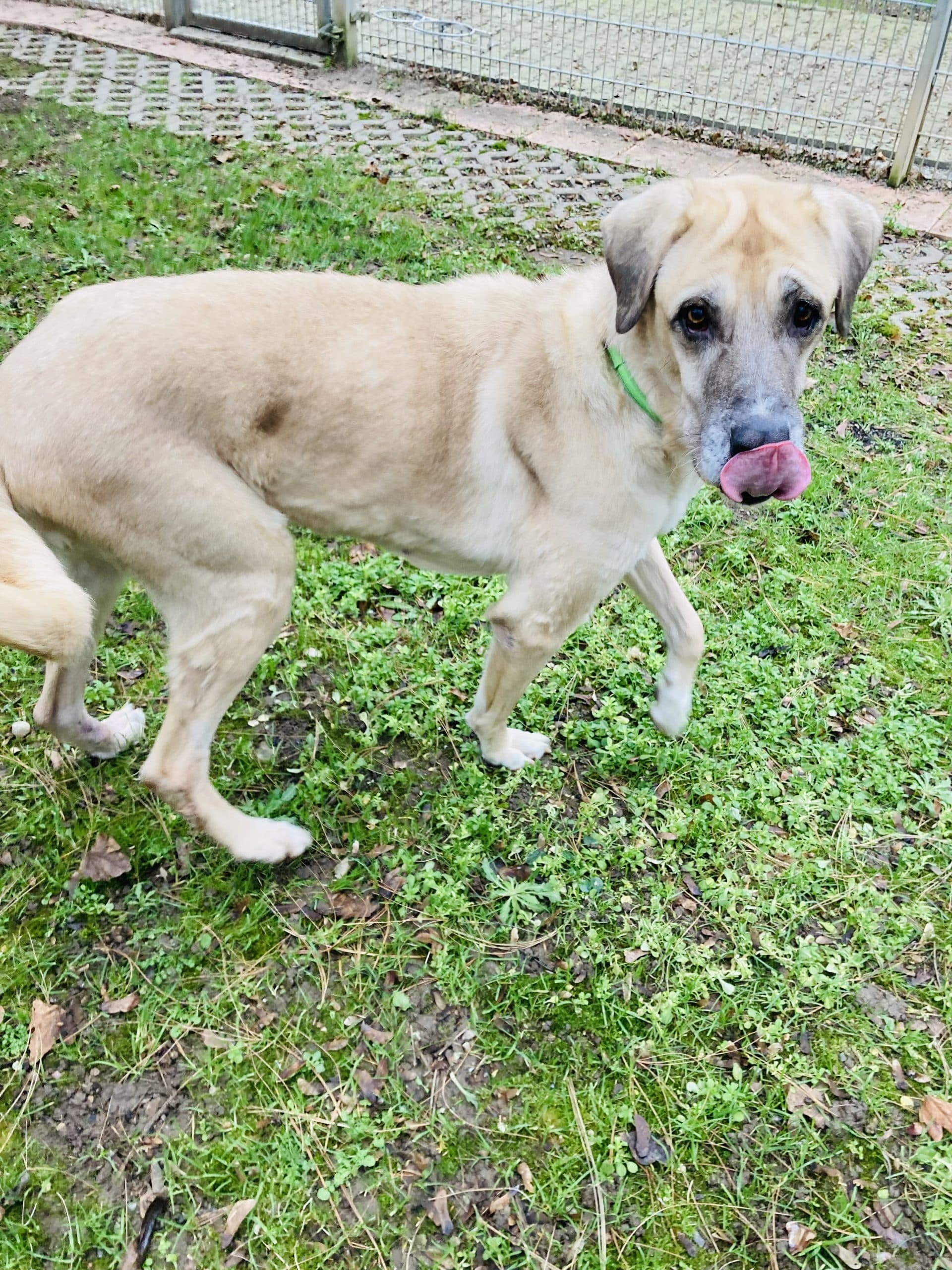 Kangal - Kangal-Hirtenhund - Bild 3
