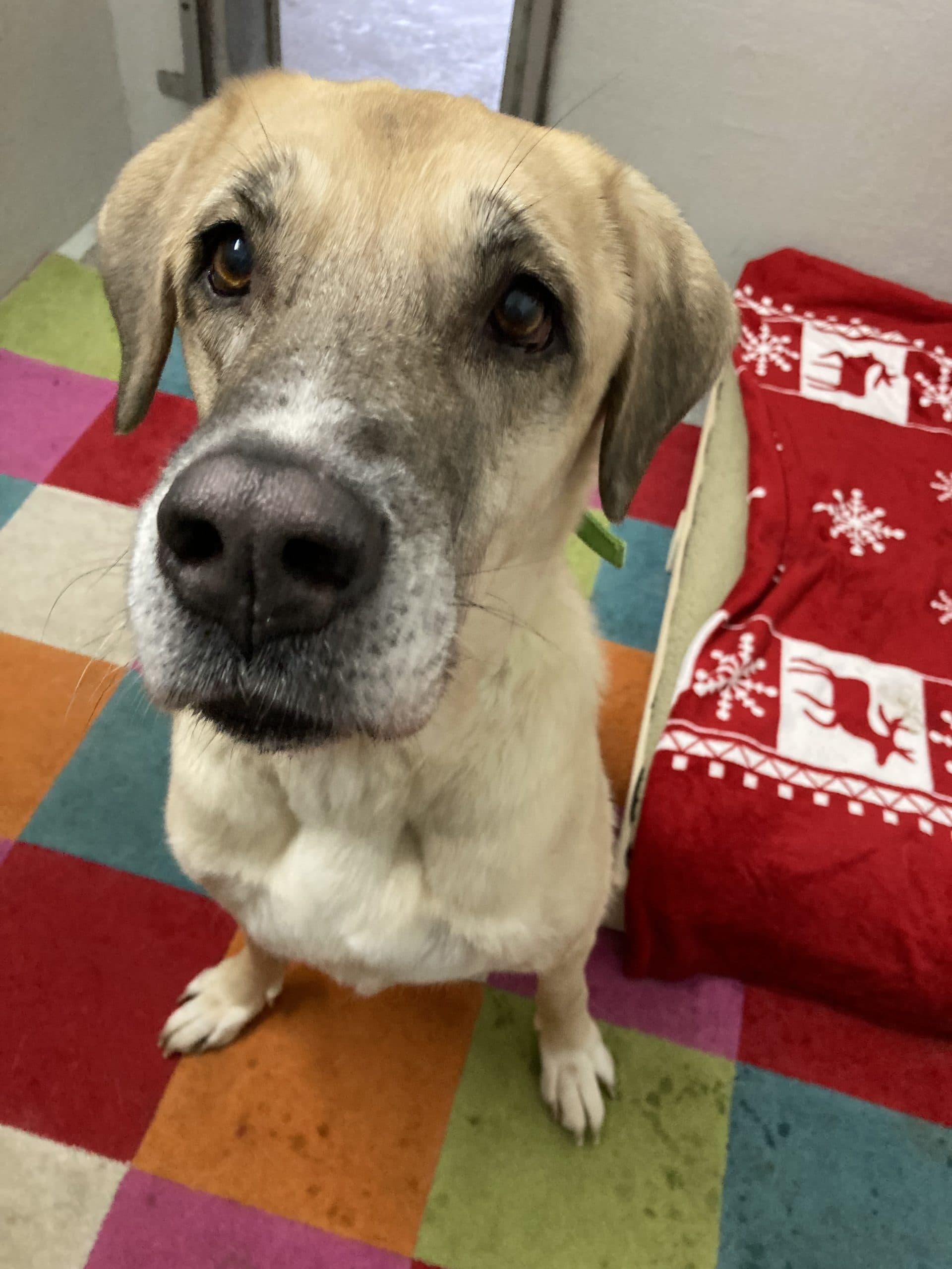 Kangal-Hirtenhund Kangal