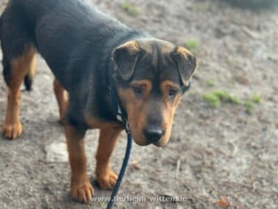 Aiko - Shar-Pei - Bild 2