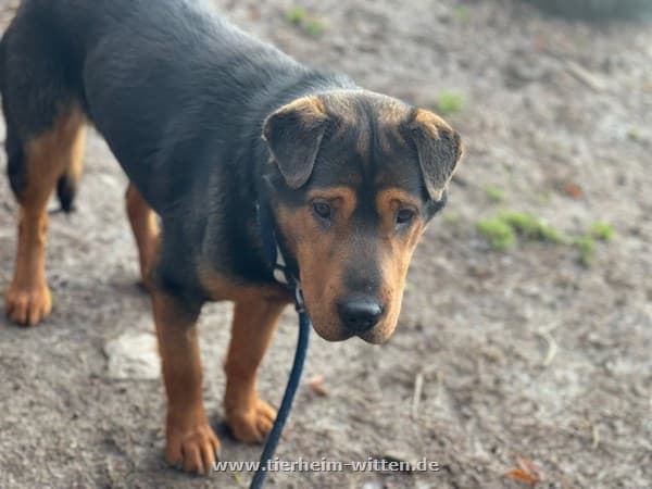 Aiko - Shar-Pei - Bild 1