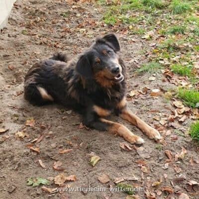 Bayo -  - Bild 2
